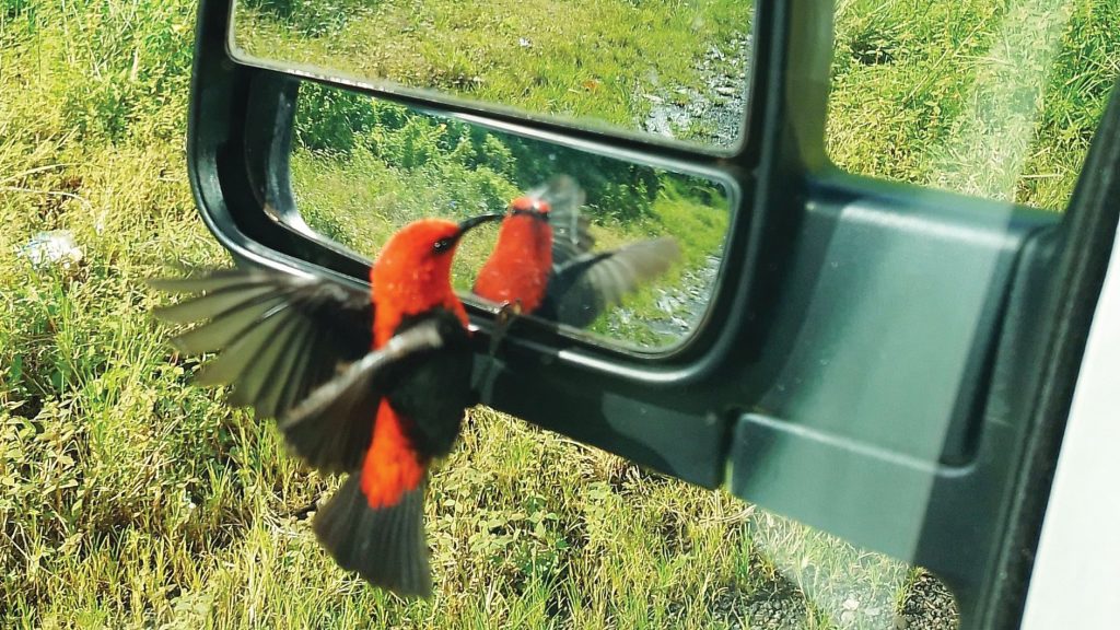 A cardinal myzomela checks out his reflection in the side-view mirror of the Lupelele Church of Christ’s van in American Samoa.